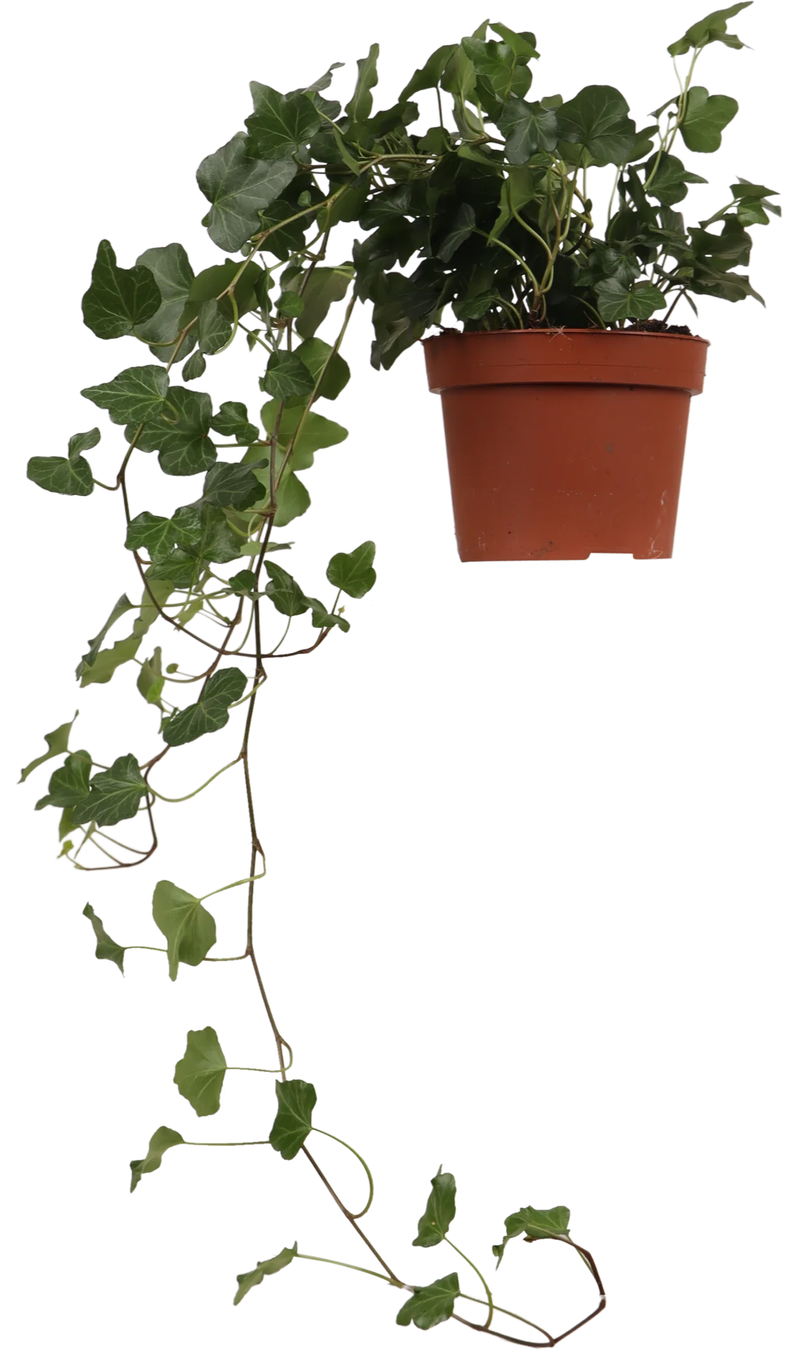Hedera Helix Wonder (Efeu) (S)