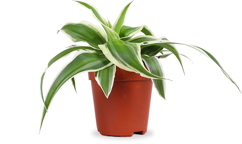 Chlorophytum (Grünlilie) (XS)