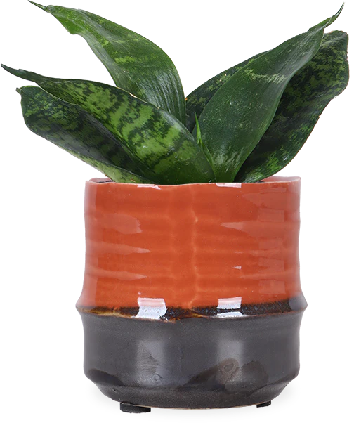 Sansevieria hahnii black (Bogenhanf) (XS)