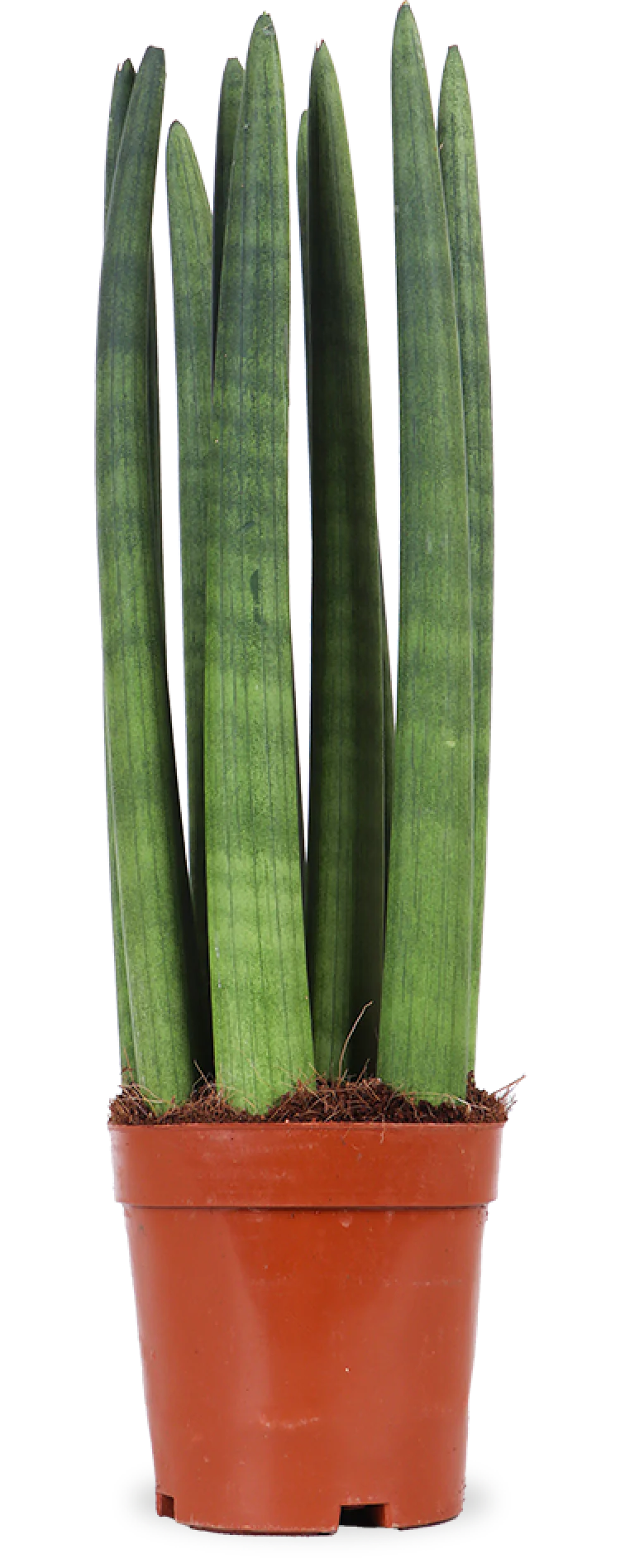 Sansevieria straight (Bogenhanf) (S)