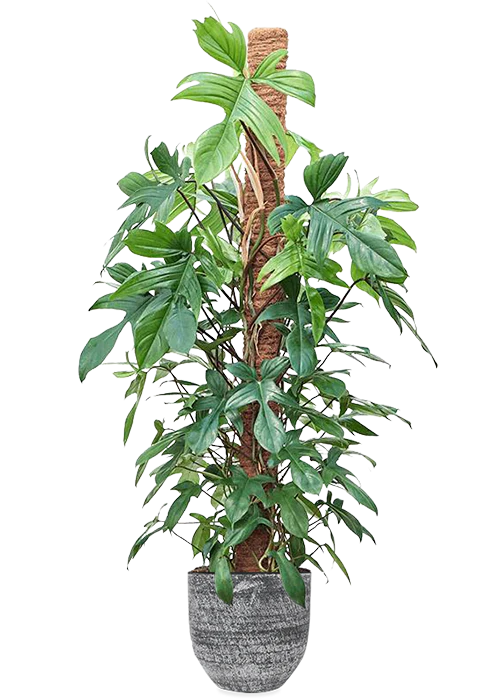 Philodendron Florida Beauty (Baumfreund) (XL)