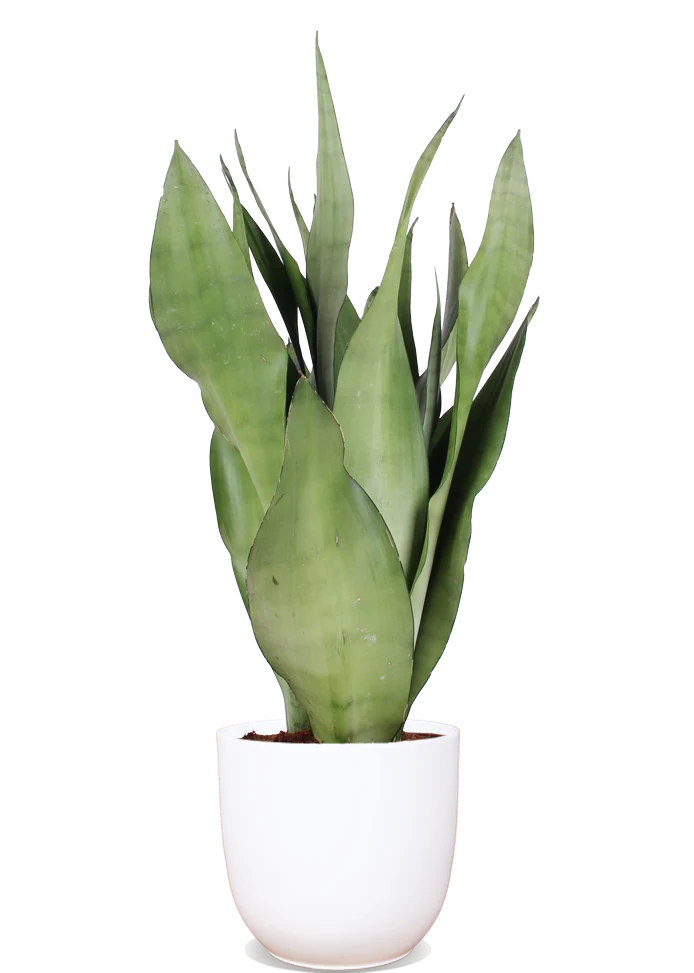 Sansevieria moonshine (Bogenhanf) (S)
