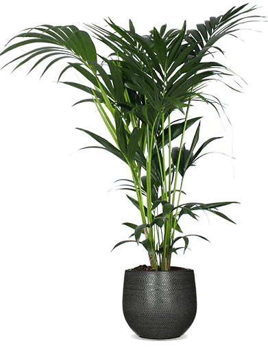 Howea forsteriana (Kentiapalme) (L)