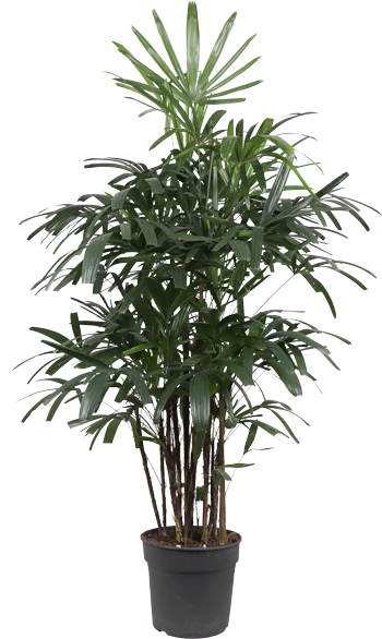 Rhapis excelsa (Steckenpalme) (XL)