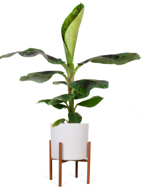 Musa dwarf cavendish (Bananenpflanze) (M)