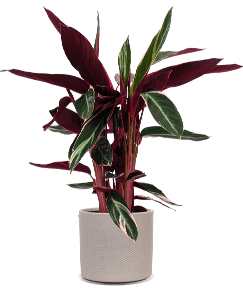 Calathea triostar (Korbmarante) (M)