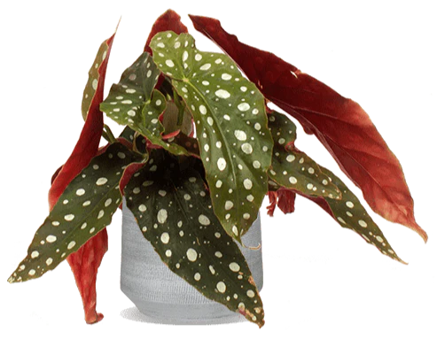 Begonia maculata (Forellenbegonie) (S)