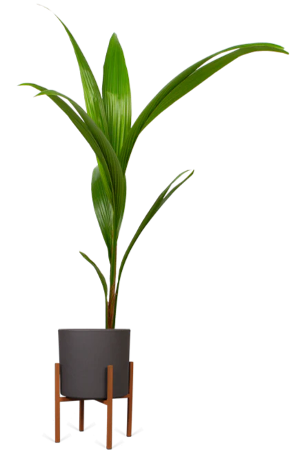 Cocos nucifera (Kokospalme) (L)