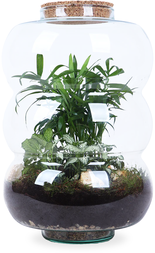 Terrarium Rundungen (Flaschengarten) (L)