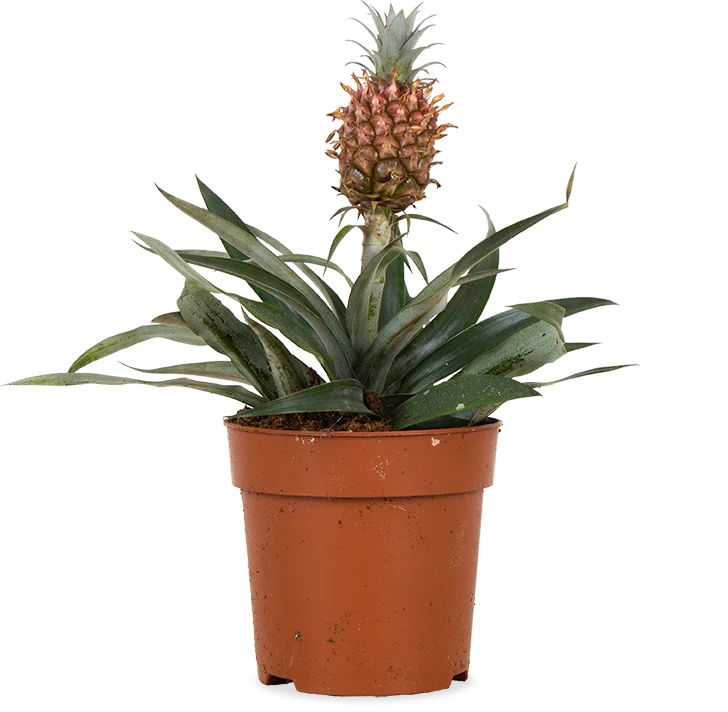 Ananas comosus mi amigo (Ananaspflanze) (S)