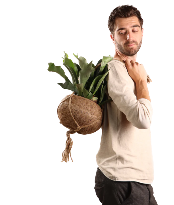 Platycerium (Geweihfarn) Kokodama (S)