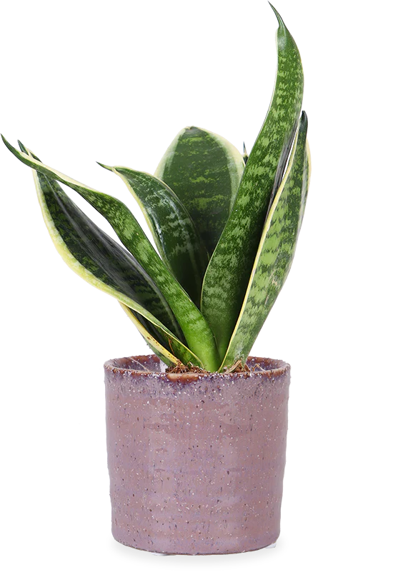 Sansevieria laurentii (Bogenhanf) (XS)