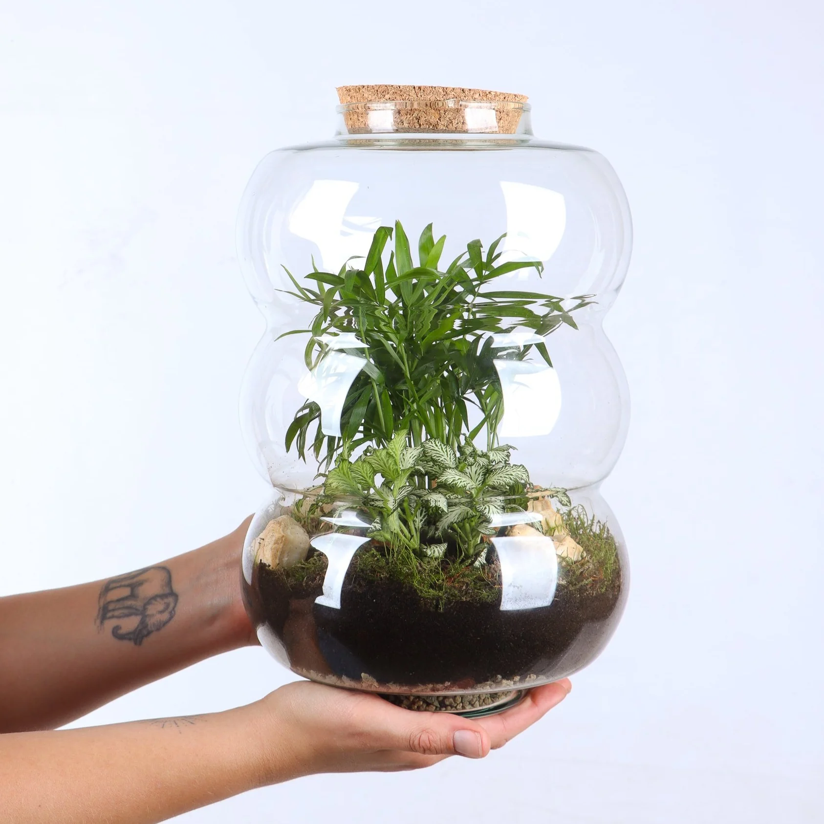 Terrarium Rundungen (Flaschengarten) (L)