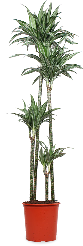 Dracaena ulises (Drachenbaum) (XL)