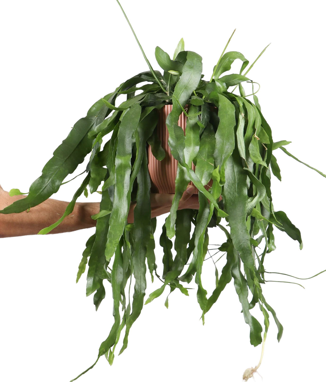 Epiphyllum pumilum (Zwergiger Blattkaktus) (M)