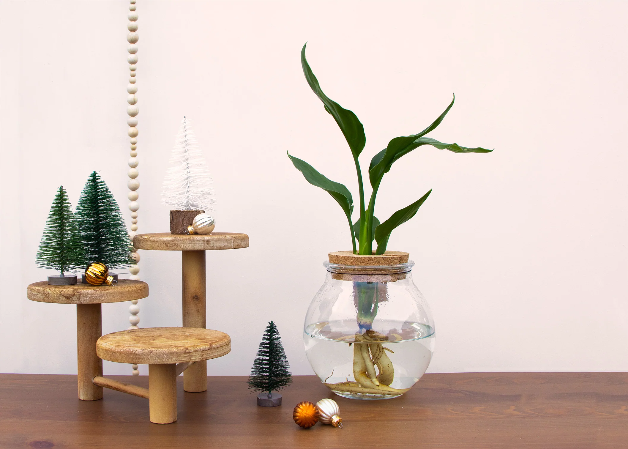 Strelitzia nicolai in Wasser (Paradiesvogelblume) (S)