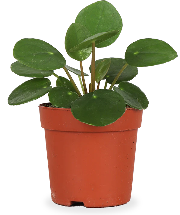 Pilea peperomioides (Glückstaler) (XS)