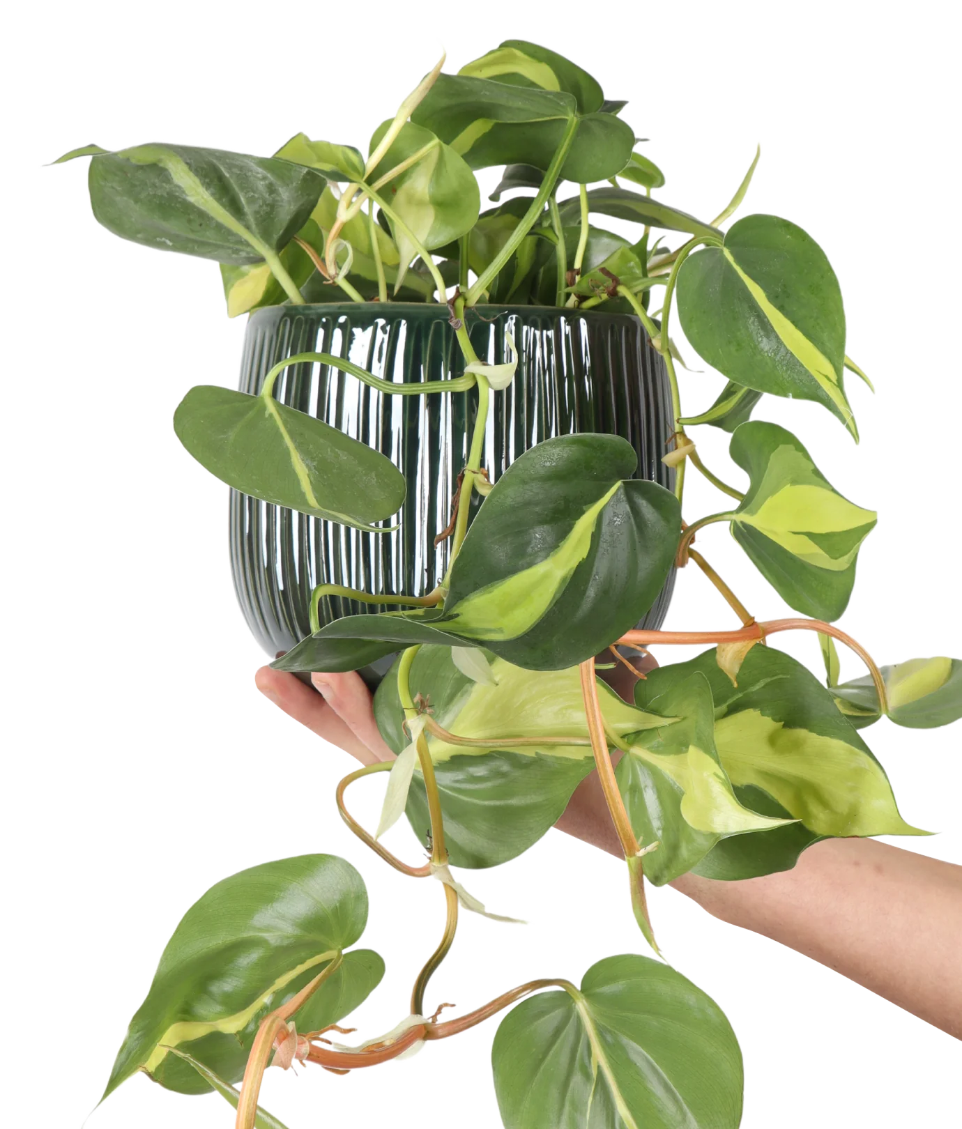 Philodendron scandens brasil (Kletter-Philodendron) (S)