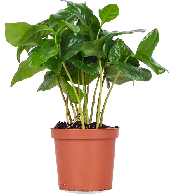 Coffea arabica (Kaffeepflanze) (XS)