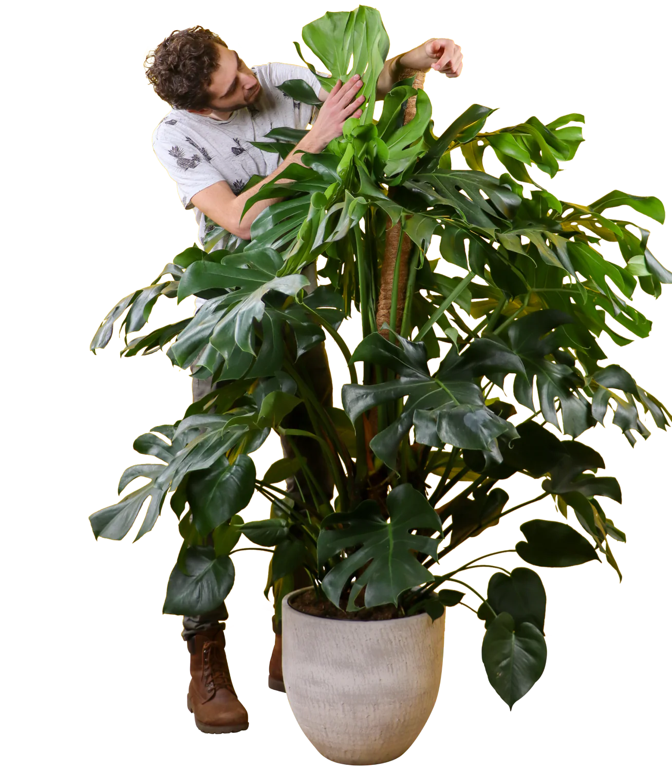 Monstera deliciosa (Fensterblatt) (XL)