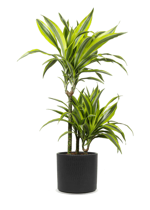 Dracaena lemon lime (Drachenbaum) (M)