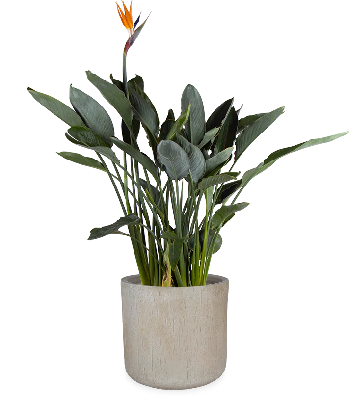 Strelitzia reginae (Papageienblume) (L)