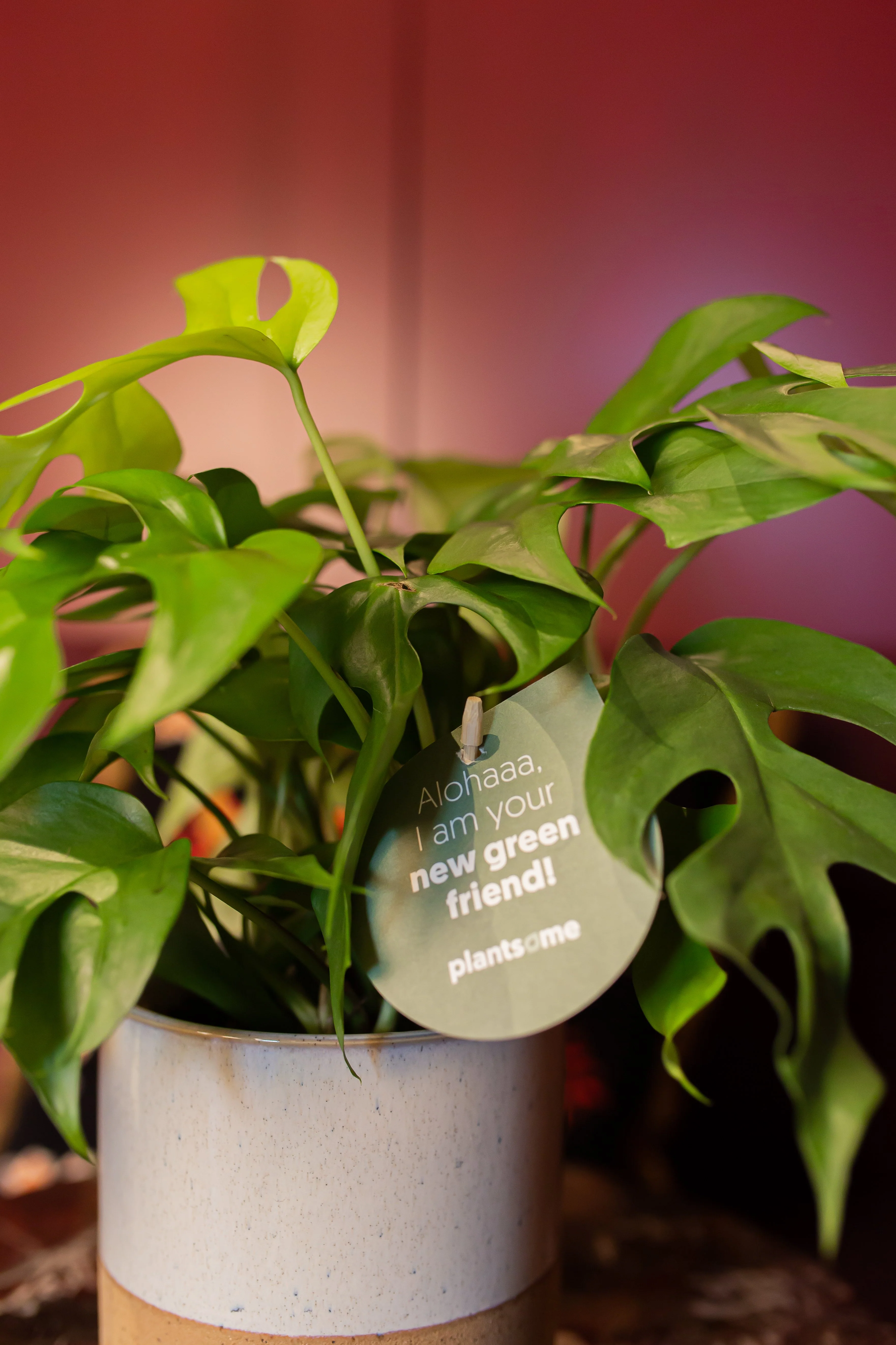 Monstera (Fensterblatt)