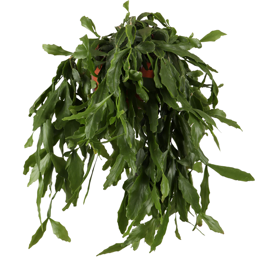 Rhipsalis crispata (Rutenkaktus) (S)