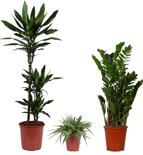 3 Pflegeleichte Kollegen