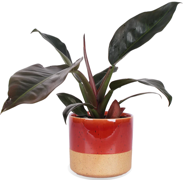 Philodendron imperial red (Baumfreund) (M)