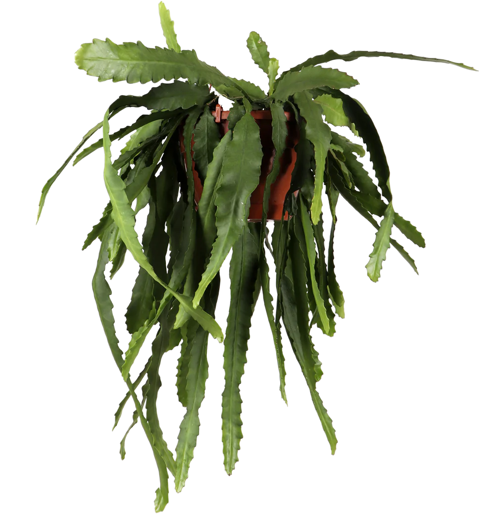 Epiphyllum pumilum (Zwergiger Blattkaktus) (M)