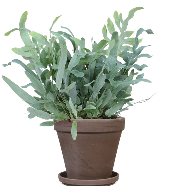 Phlebodium blue star (Goldtüpfel-Farn Blue Star) (M)