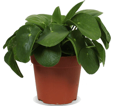 Pilea peperomioides (Glückstaler) (S)