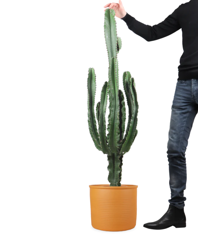 Euphorbia erytrea (Wolfsmilchkaktus) (XL)