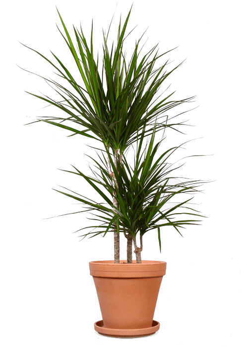 Dracaena marginata (Drachenbaum) (M)