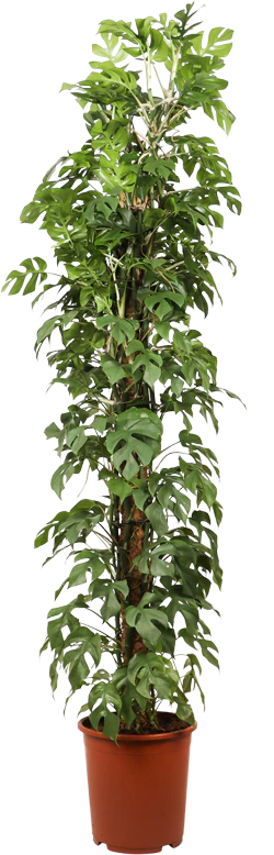 Monstera minima (XL)