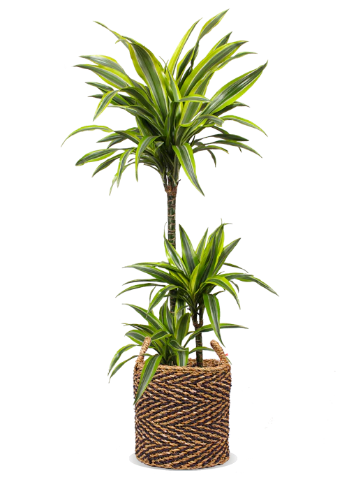 Dracaena lemon lime (Drachenbaum) (L)