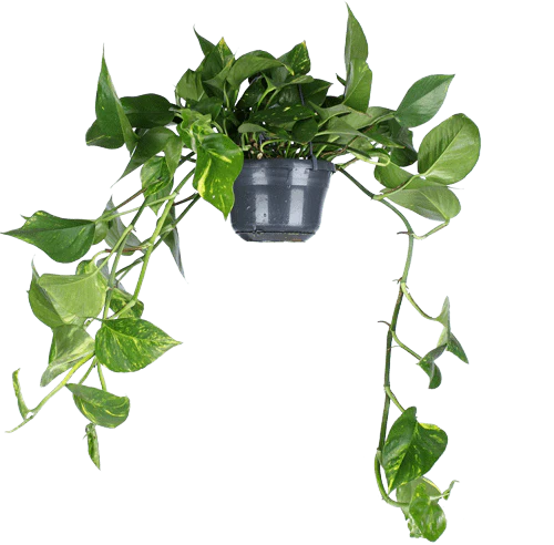 Epipremnum aureum (Efeutute) (M)