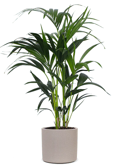 Howea forsteriana (Kentiapalme) (M)