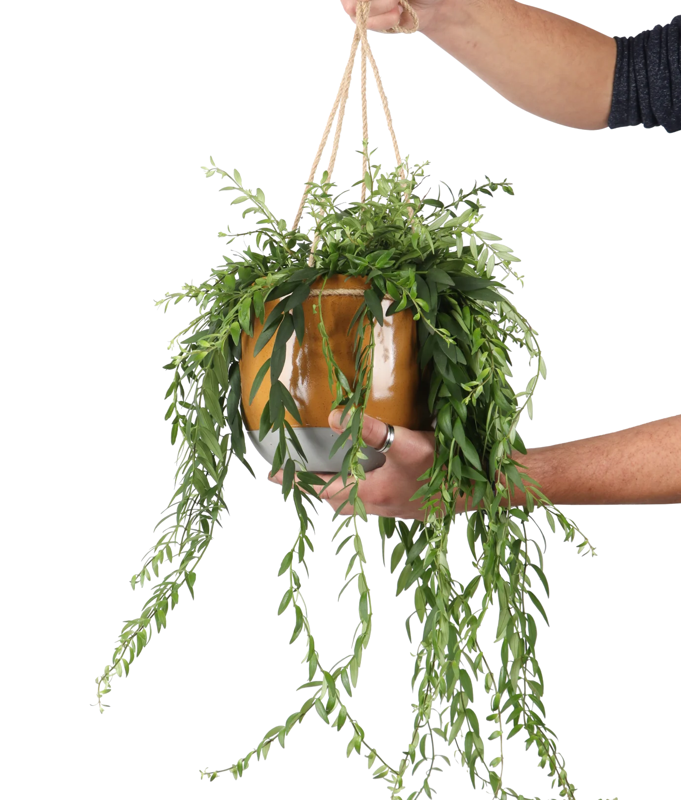 Aeschynanthus Japhrolepis (Schamblume) (M)