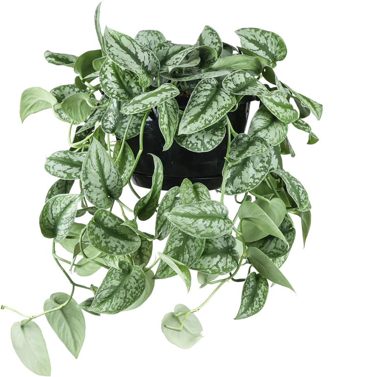 Scindapsus pictus trebie (Gefleckte Efeutute) (M)