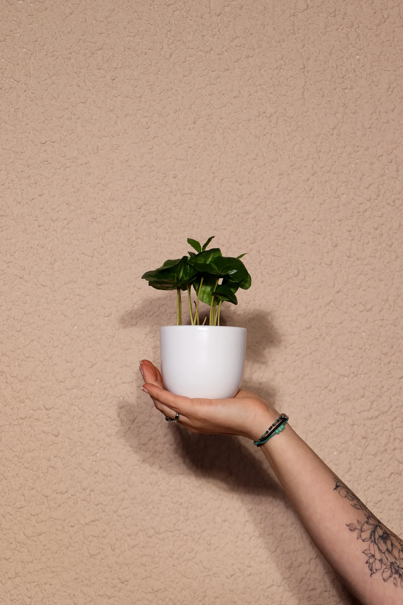 Coffea arabica (Kaffeepflanze) (XS)