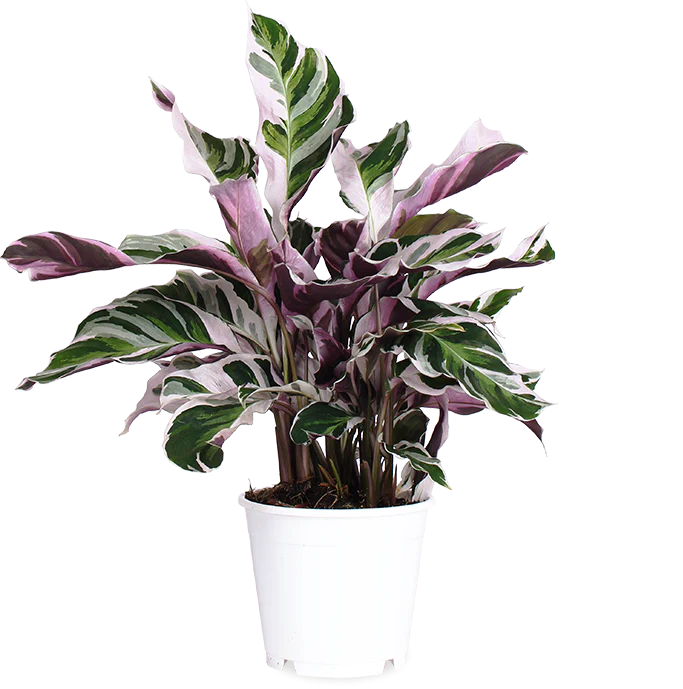 Calathea fusion white (Korbmarante) (S)