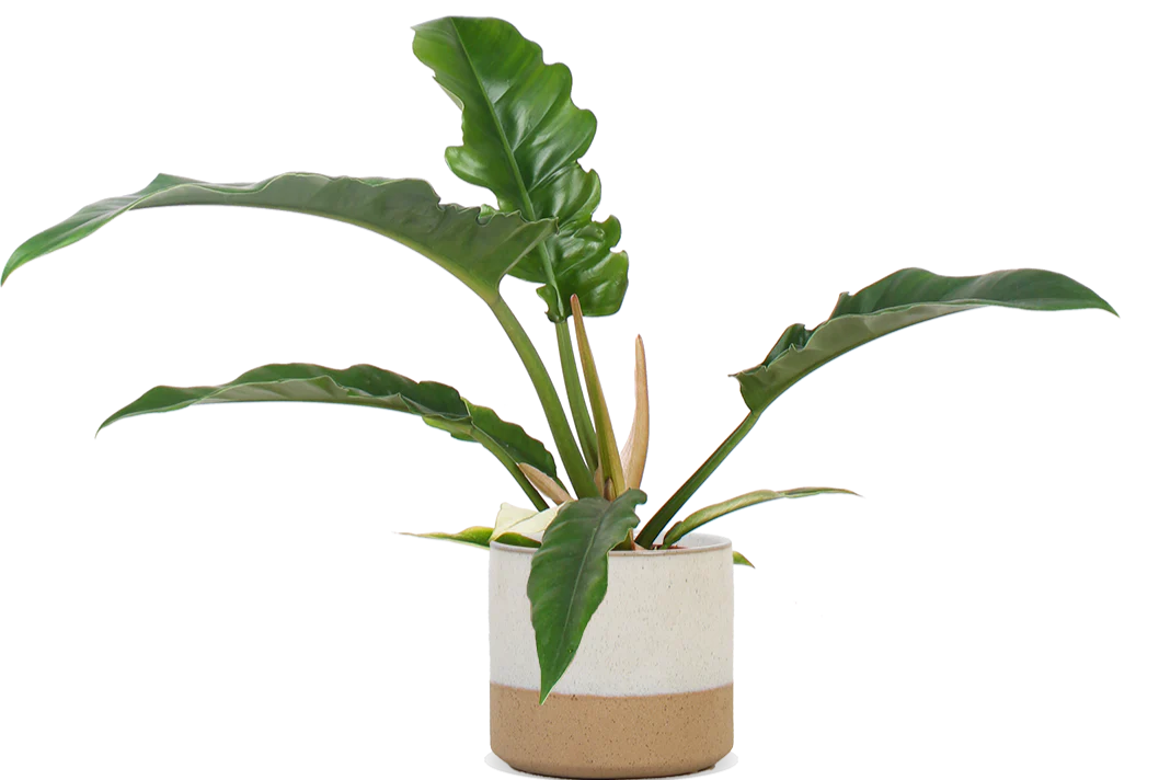 Philodendron narrow (Baumfreund) (S)