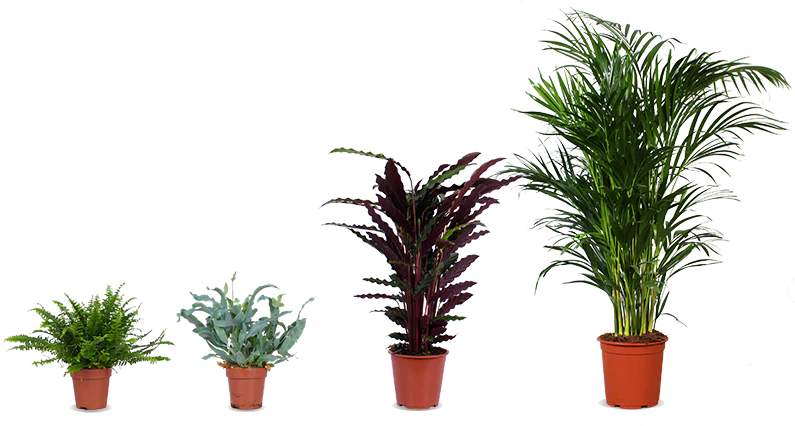 Marty die Palme & das Swing Trio