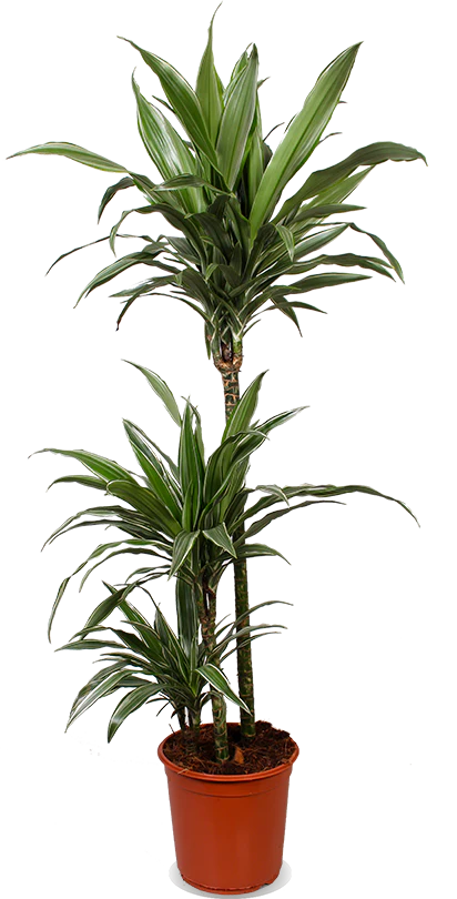 Dracaena warneckei (Drachenbaum) (L)