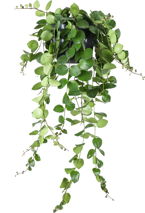 Aeschynanthus Pink Polka (Schamblume) (M)