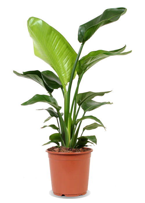 Strelitzia nicolai (Paradiesvogelblume) (M)