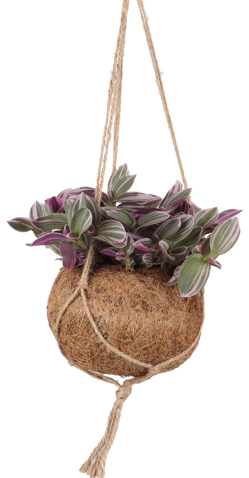 Tradescantia zebrina (Zebra-Ampelkraut) Kokodama (S)