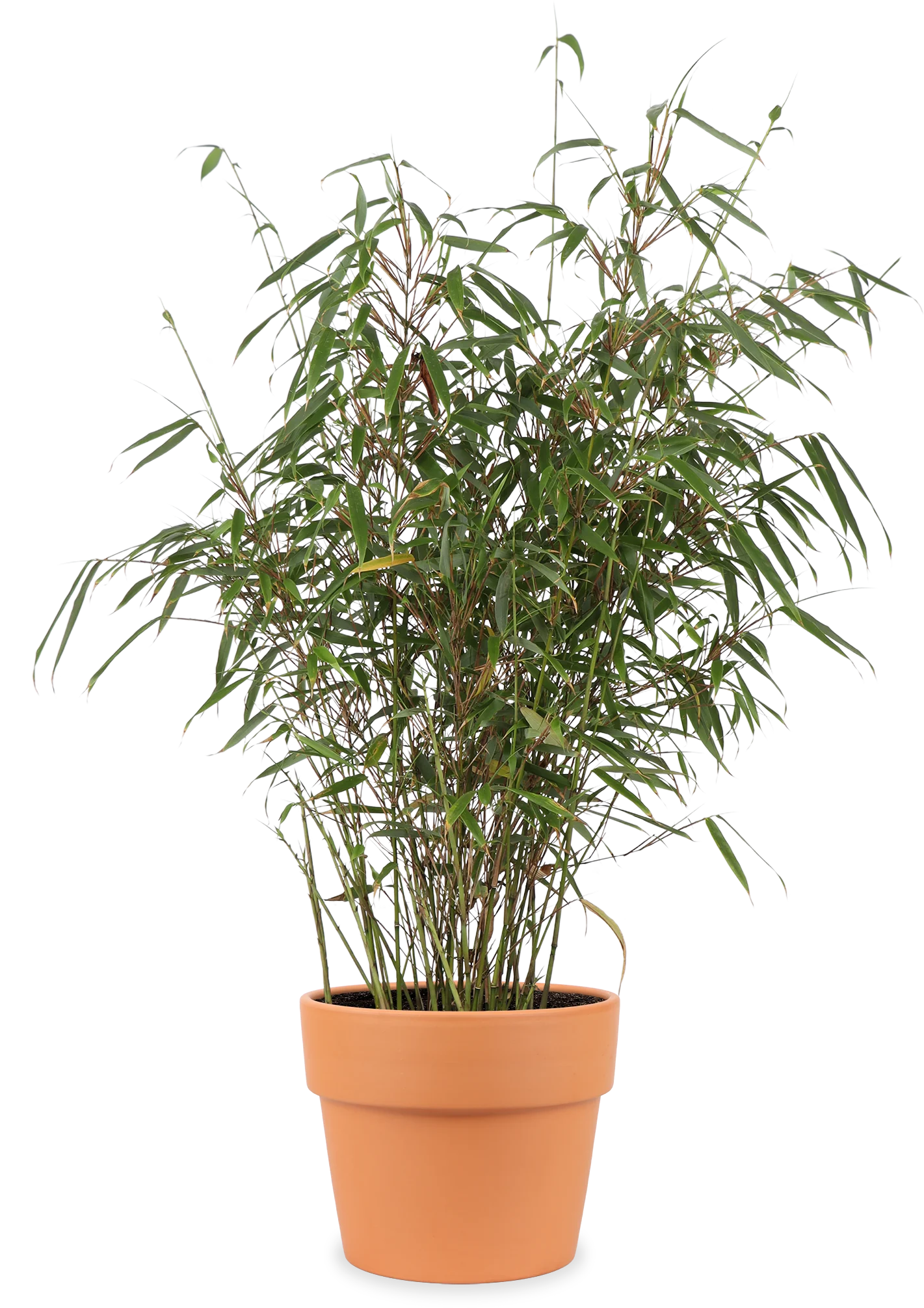 Fargesia rufa (Bambus) (M)